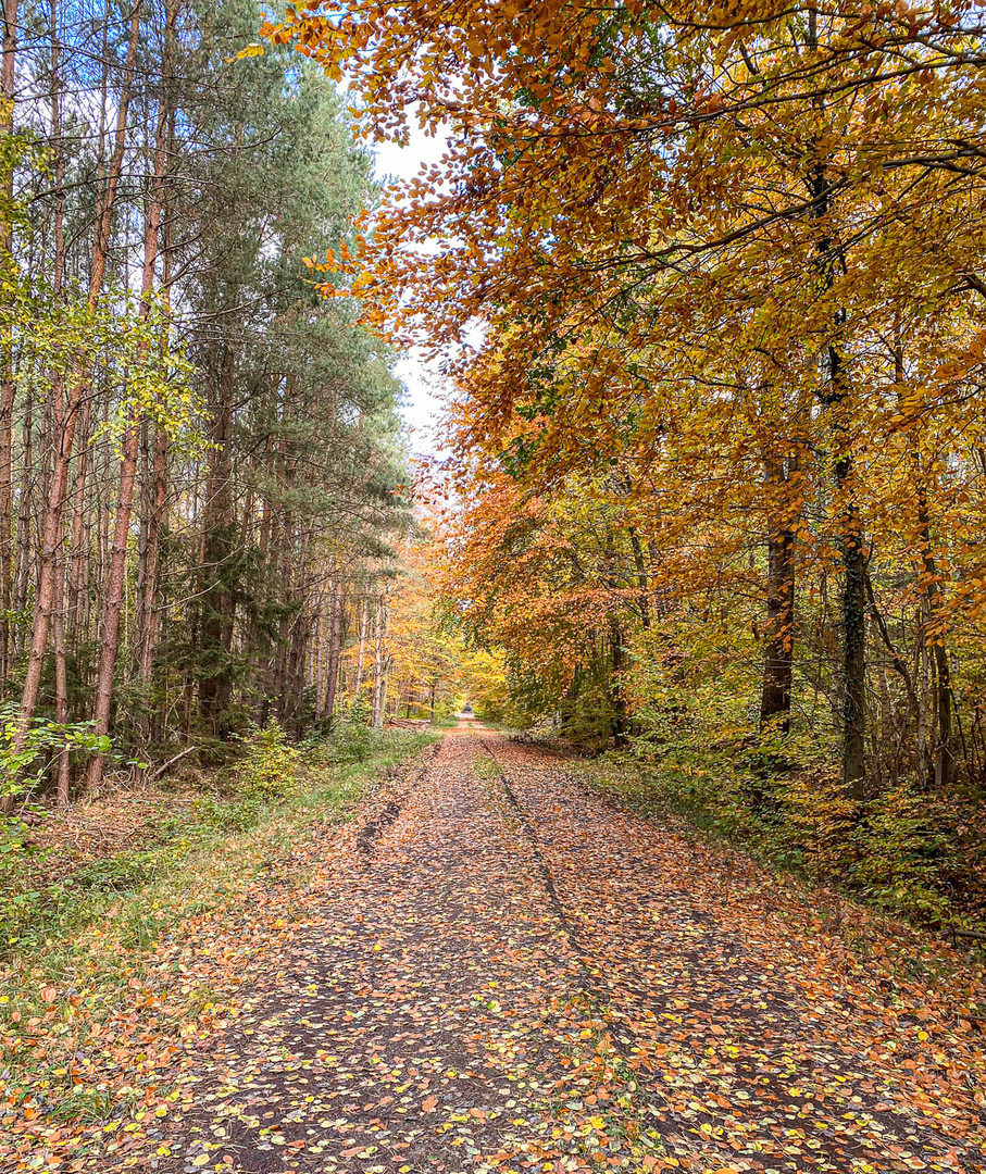 Herbstwald... 