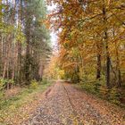 Herbstwald... 