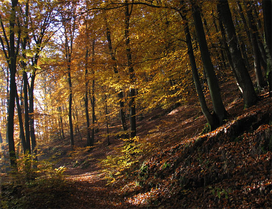 Herbstwald