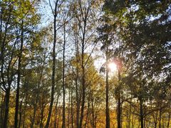 Herbstwald