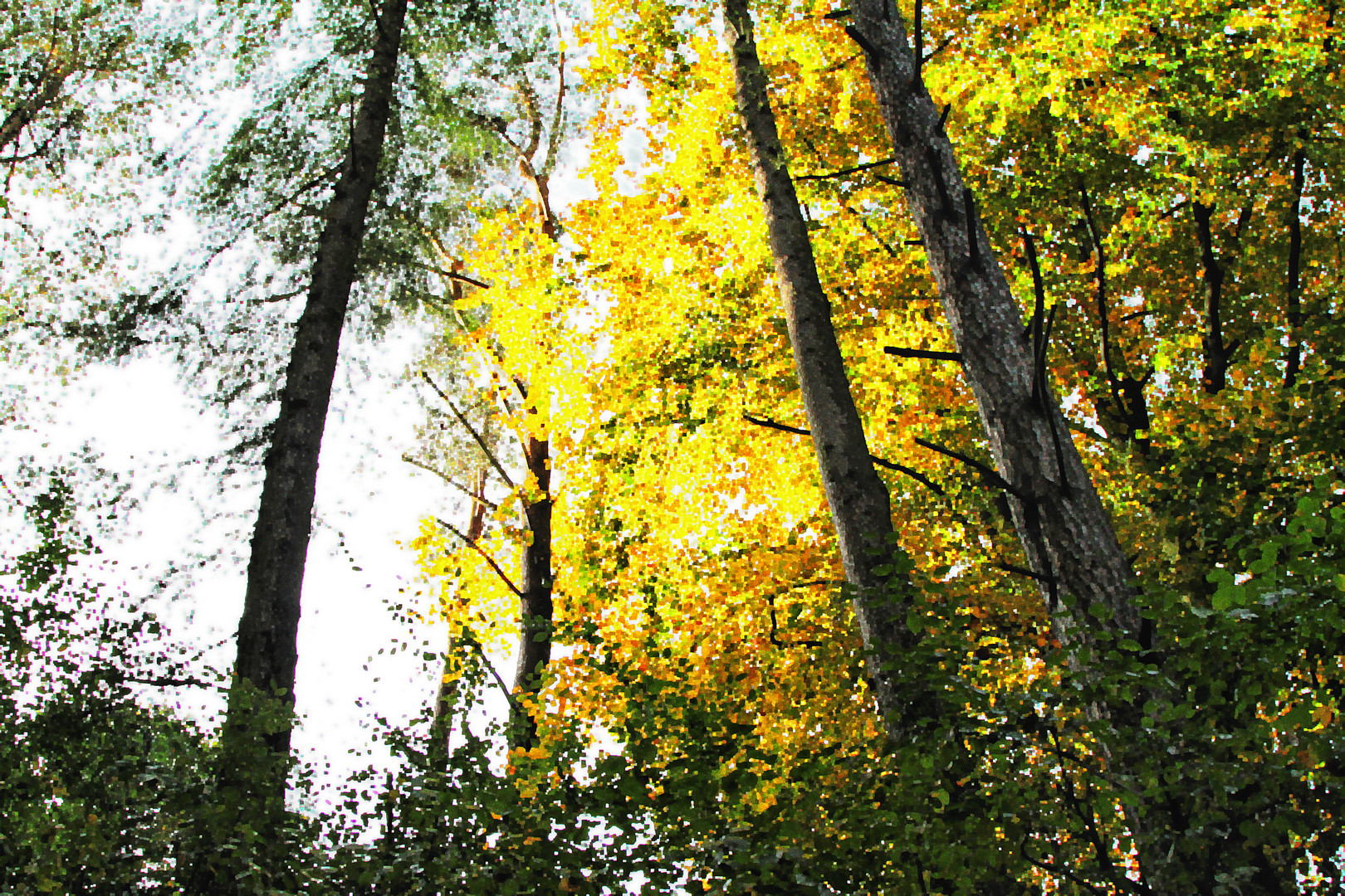 Herbstwald