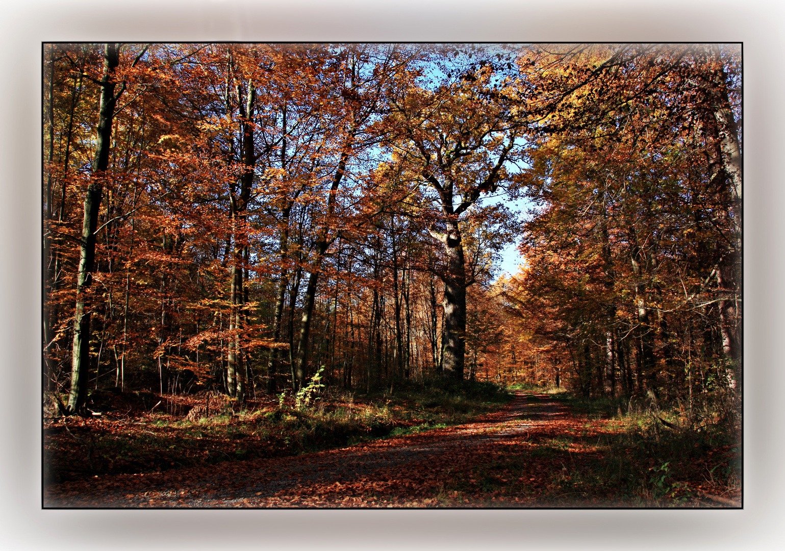 Herbstwald