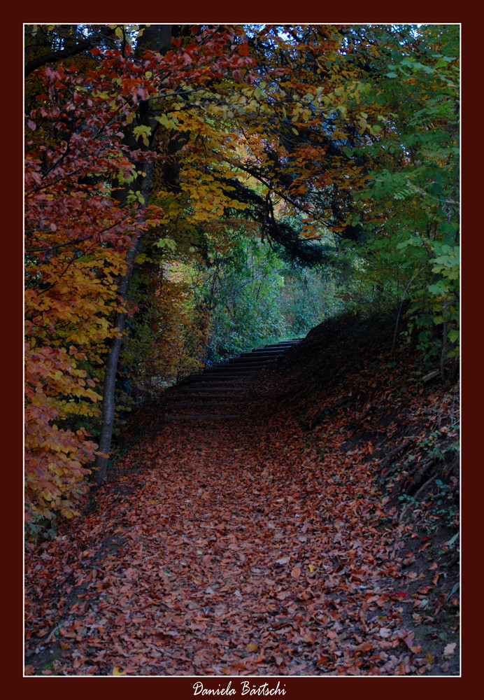 Herbstwald