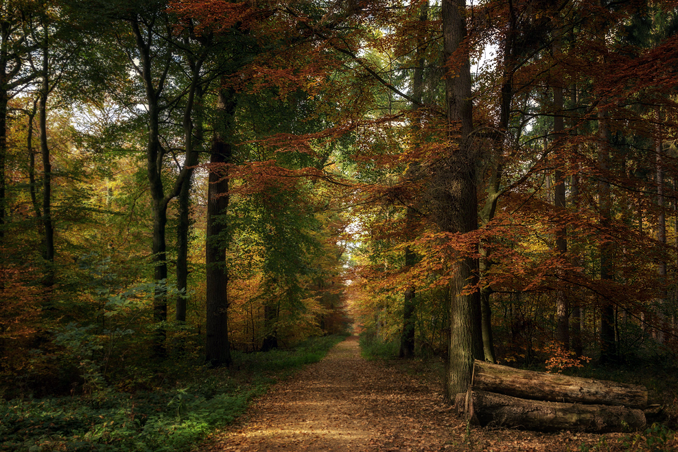 Herbstwald ....
