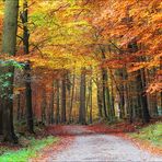 "Herbstwald"