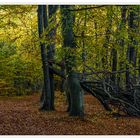 Herbstwald