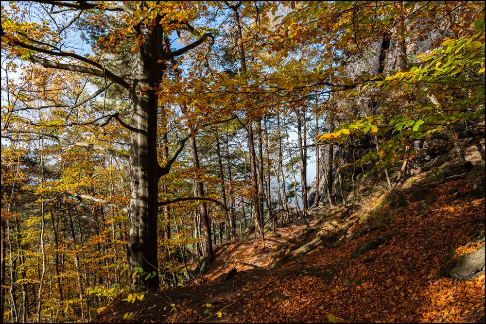 Herbstwald