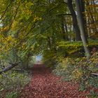 Herbstwald