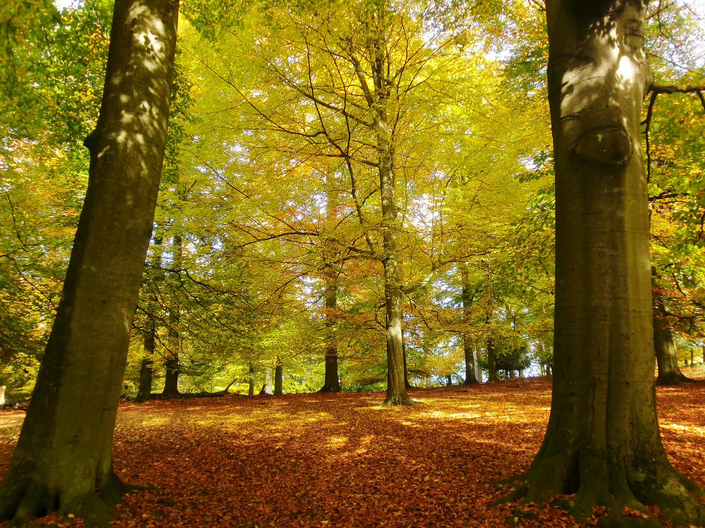 - Herbstwald -