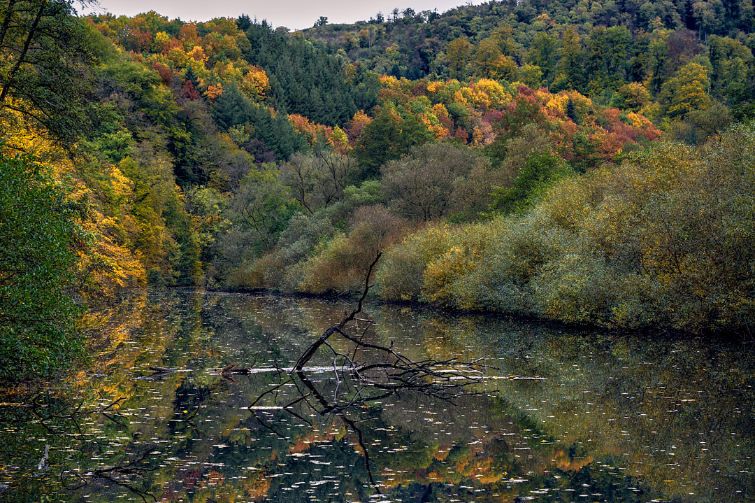 Herbstwald