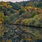 Herbstwald