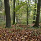 Herbstwald