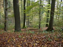 Herbstwald