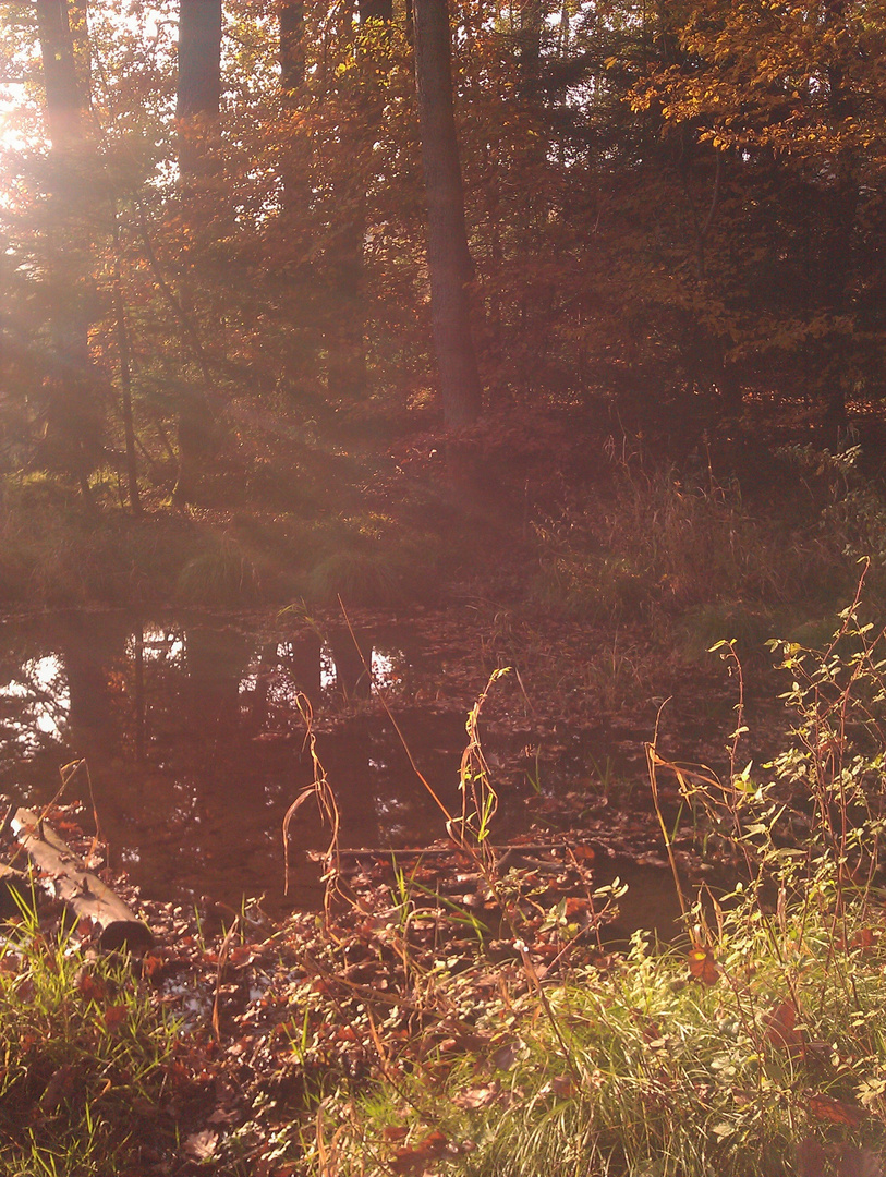 Herbstwald