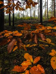 Herbstwald