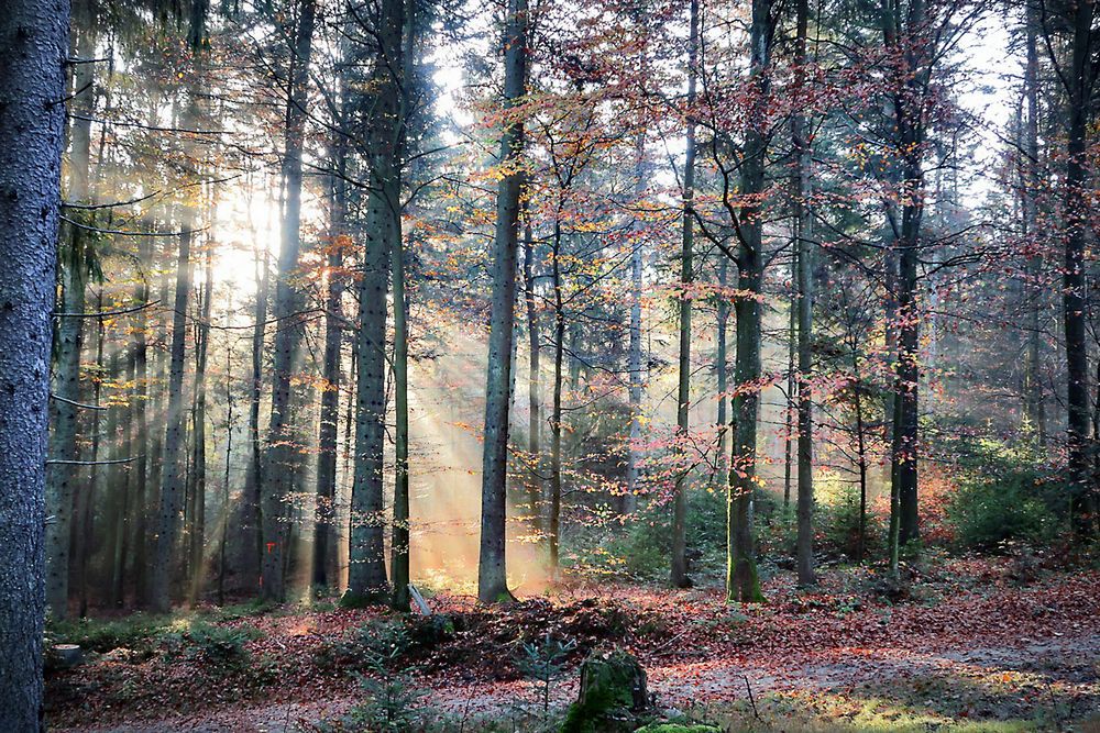 Herbstwald