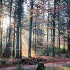 Herbstwald