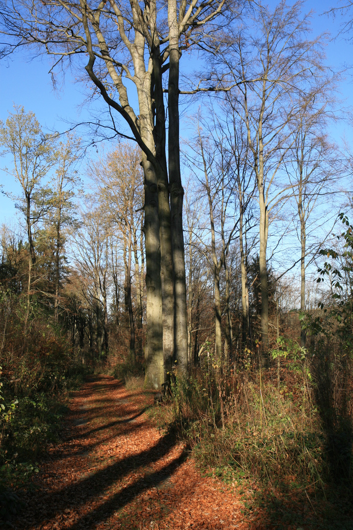 Herbstwald