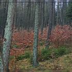 Herbstwald