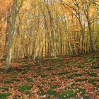 Herbstwald ...