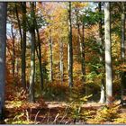 Herbstwald