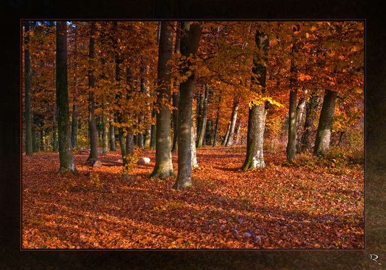 Herbstwald ...