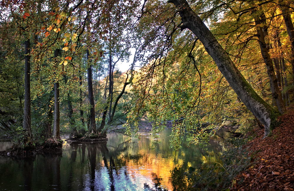 Herbstwald