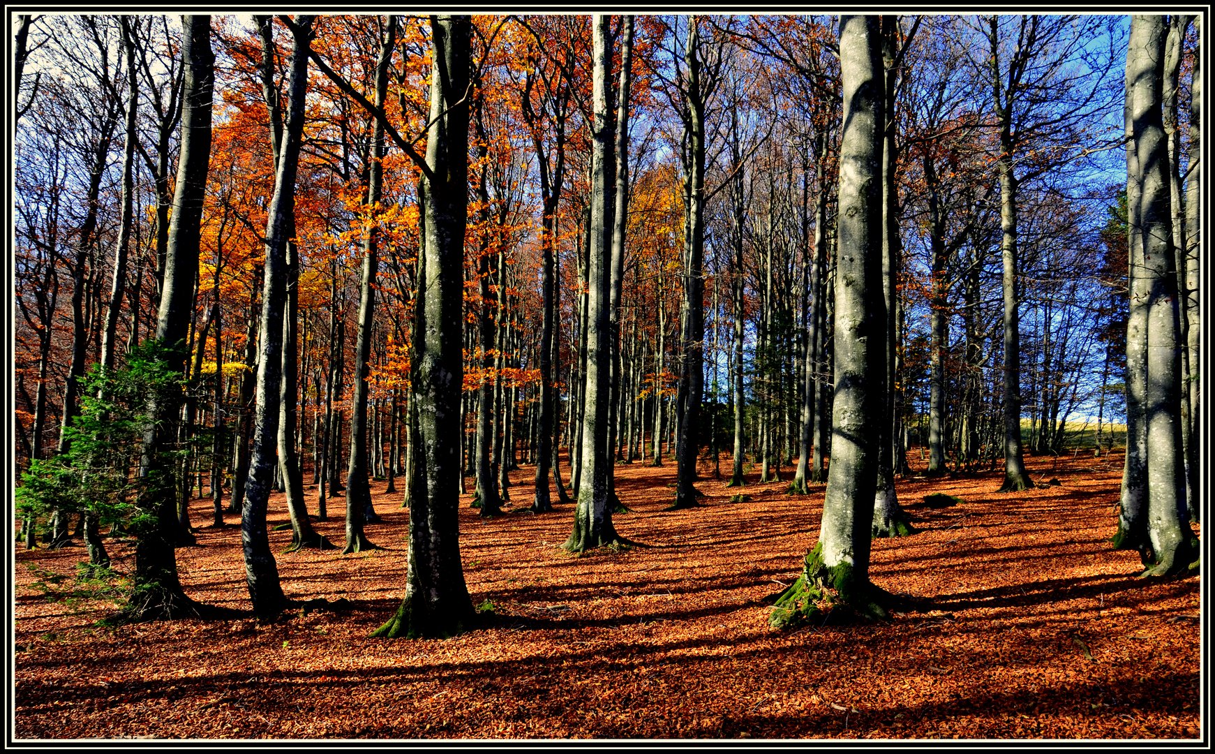 "Herbstwald"