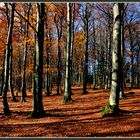 "Herbstwald"