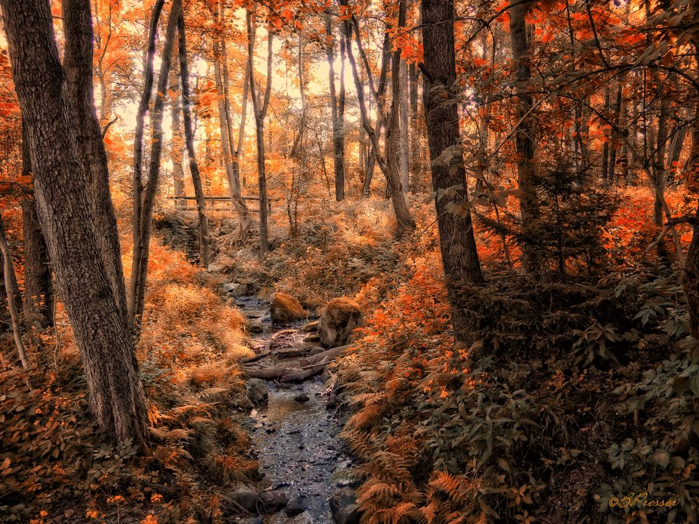 Herbstwald