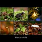 Herbstwald