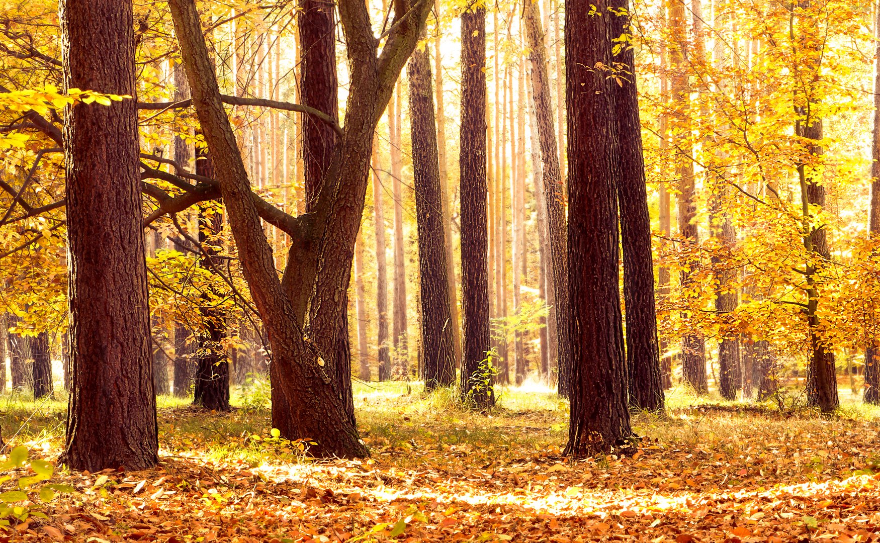 Herbstwald