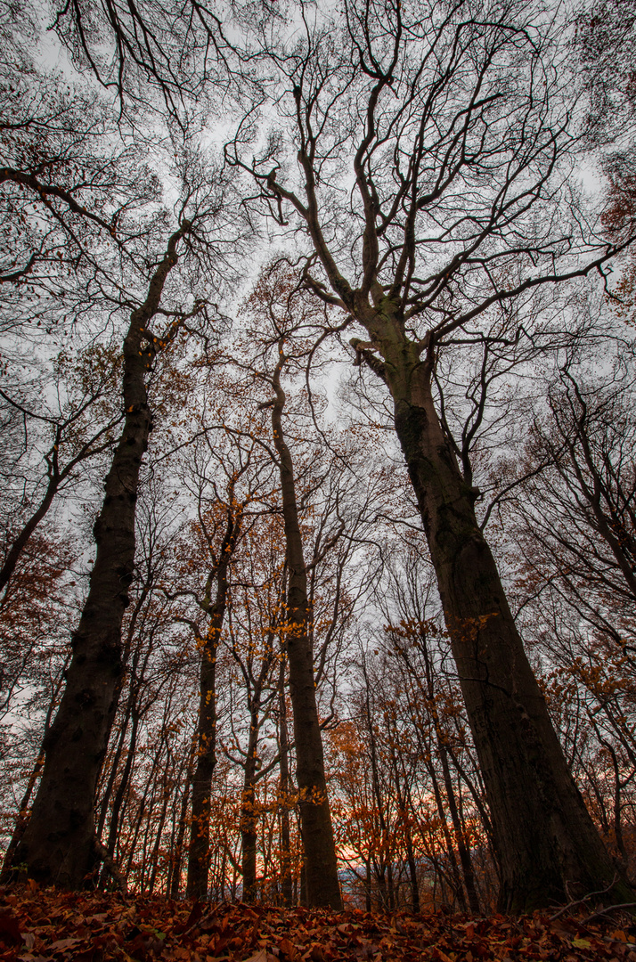 Herbstwald