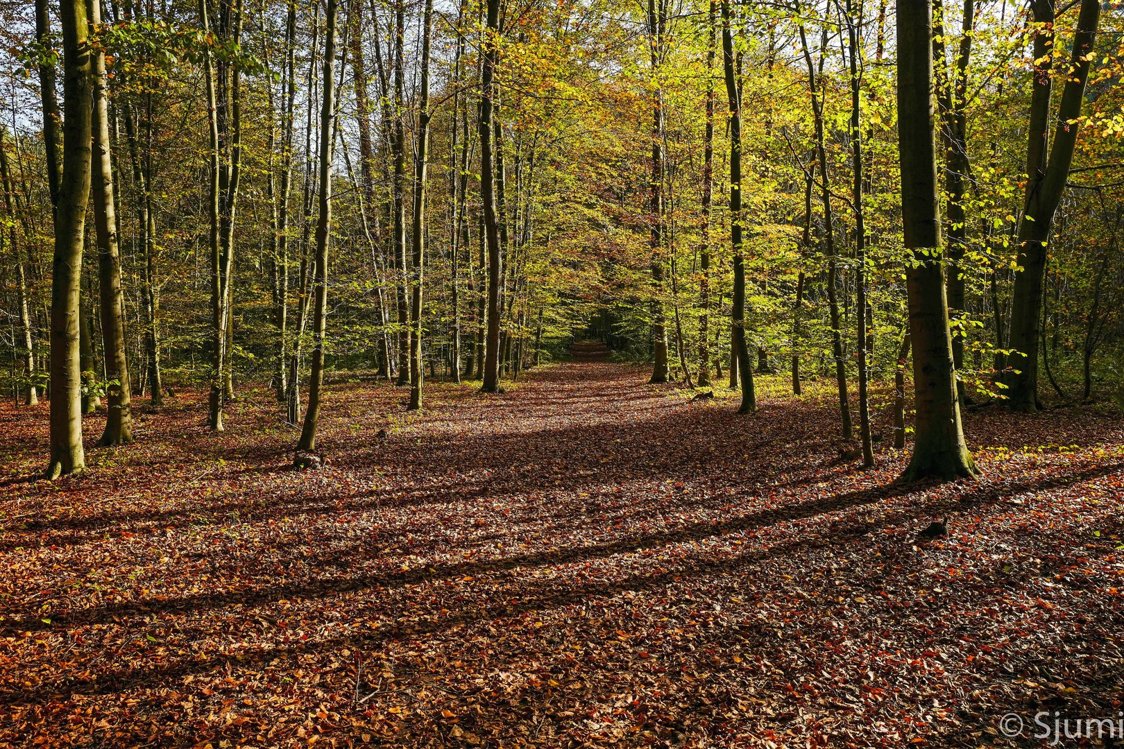 Herbstwald