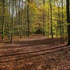 Herbstwald