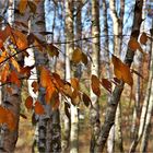 Herbstwald -