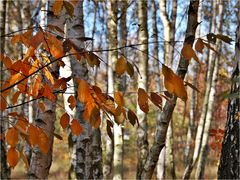 Herbstwald -