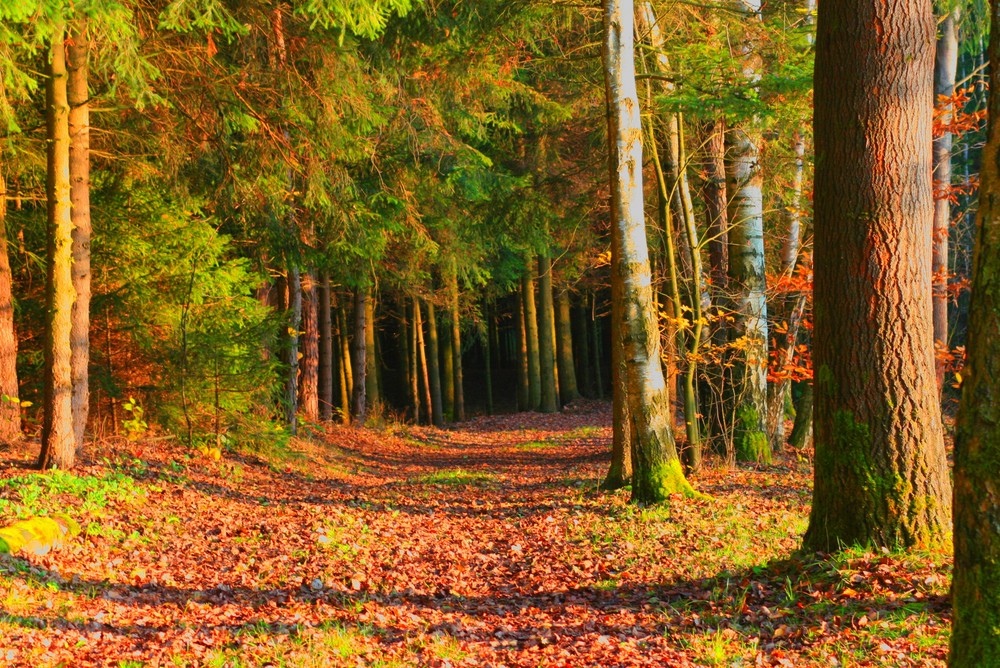 Herbstwald von FotoBarbara 