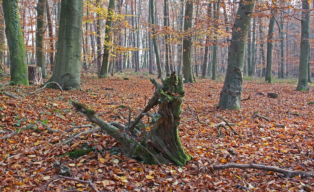 Herbstwald /Bannwald