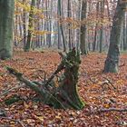 Herbstwald /Bannwald
