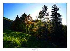 Herbstwald