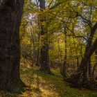 Herbstwald