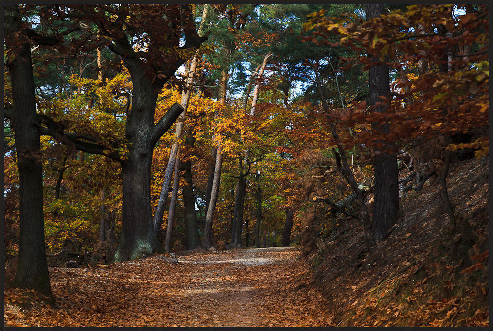 Herbstwald