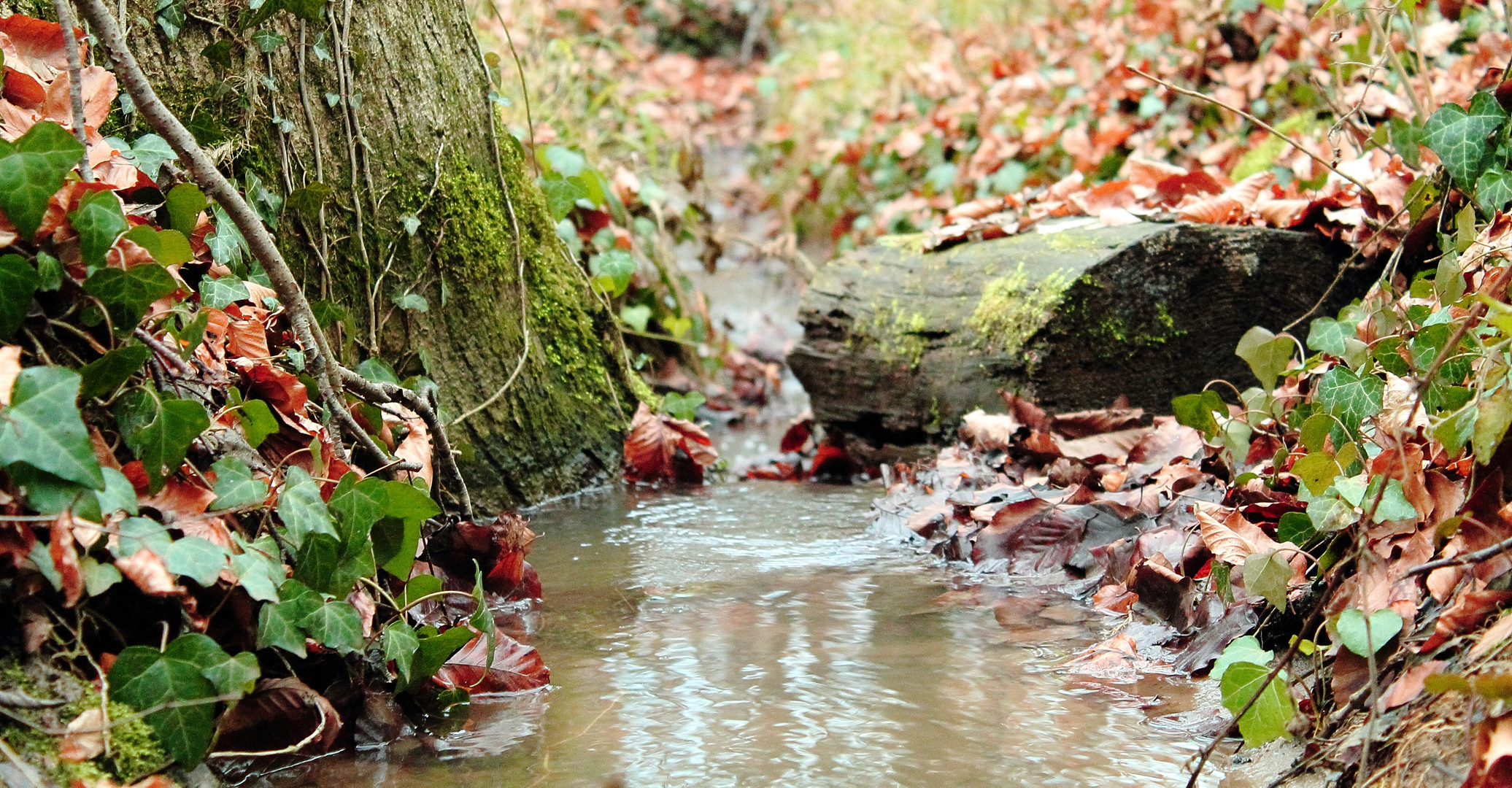 Herbstwald