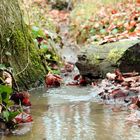 Herbstwald