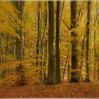 Herbstwald