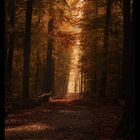 Herbstwald