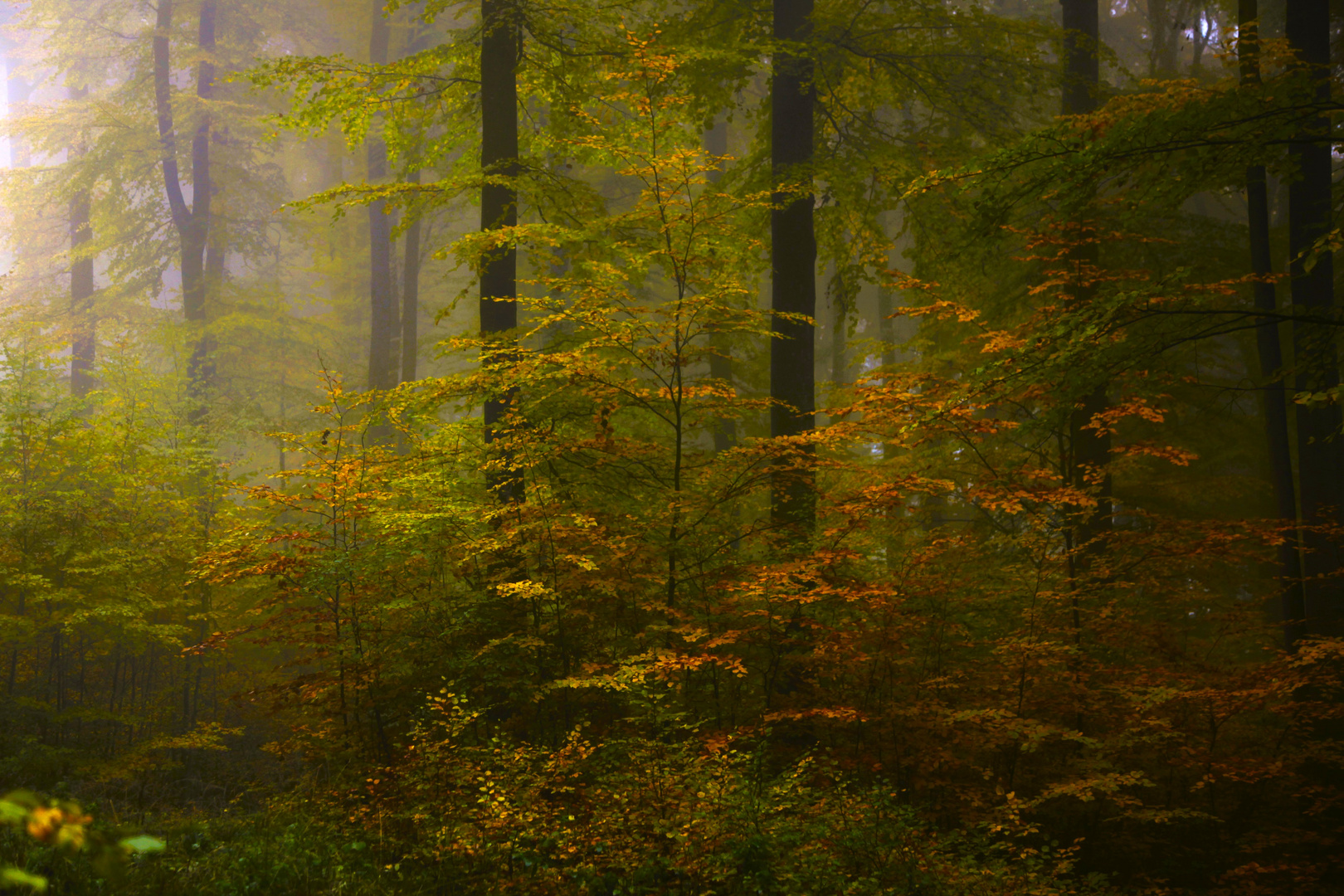 Herbstwald