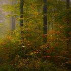 Herbstwald