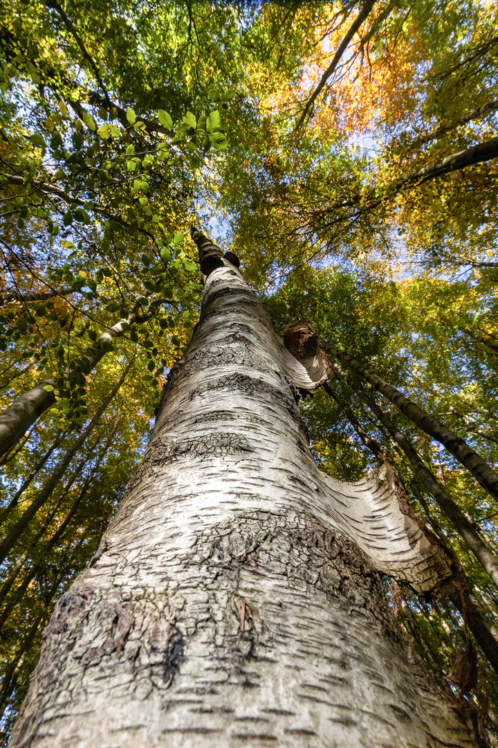 Herbstwald